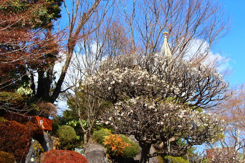 20260312teien (2).JPG