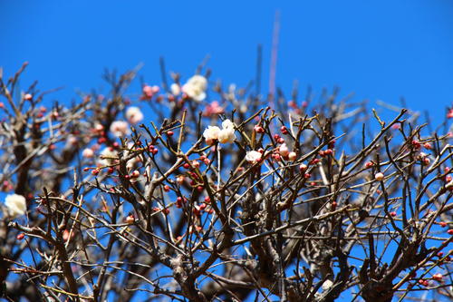 20260312teien (5).JPG