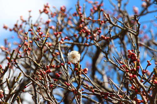 20260312teien (9).JPG