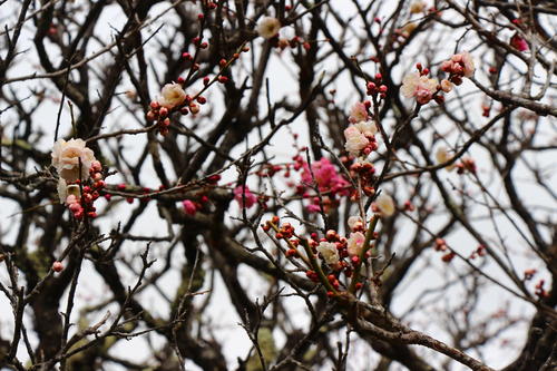 20260316teien (10).JPG