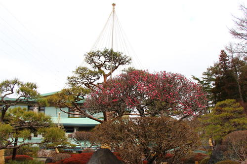 20260316teien (11).JPG