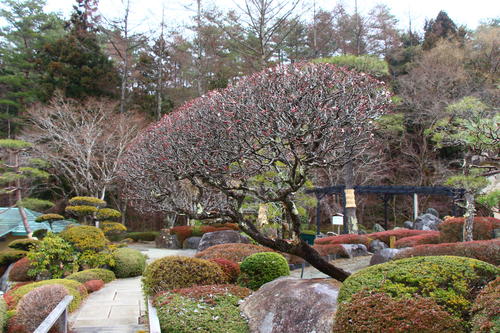 20260316teien (13).JPG