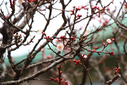 20260316teien (14).JPG