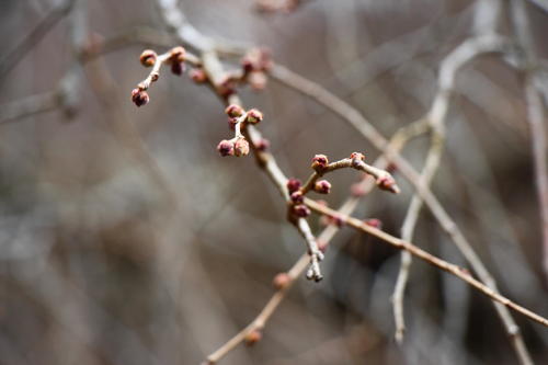 20260316teien (15).JPG