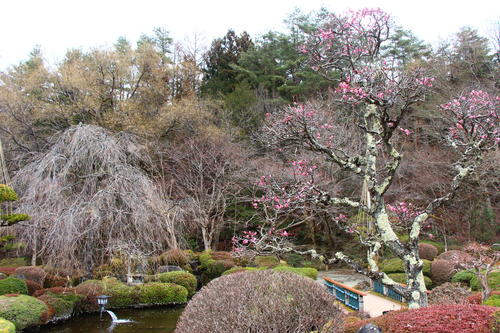 20260316teien (16).JPG