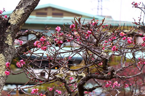 20260316teien (17).JPG