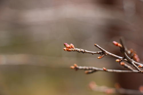 20260316teien (18).JPG