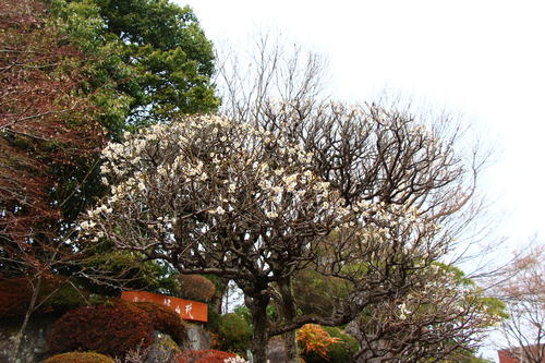 20260316teien (2).JPG