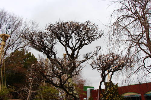 20260316teien (3).JPG