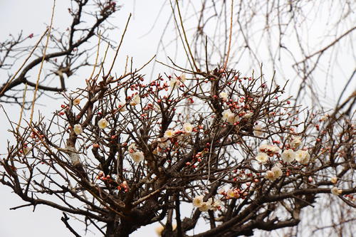 20260316teien (4).JPG