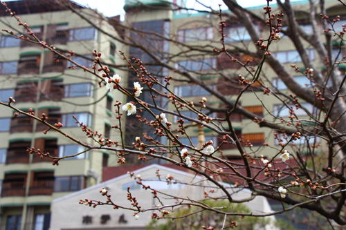 20260316teien (5).JPG