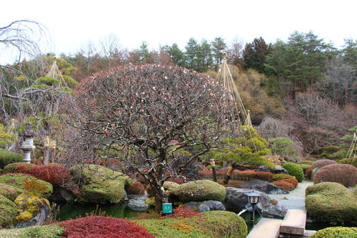 20260316teien (9).JPG