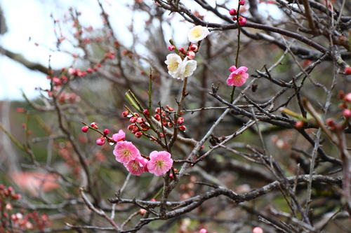 20260319teien (10).JPG