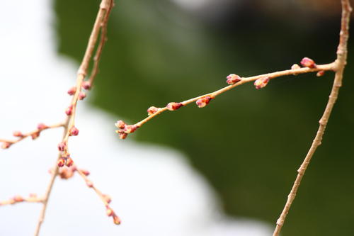 20260319teien (11).JPG