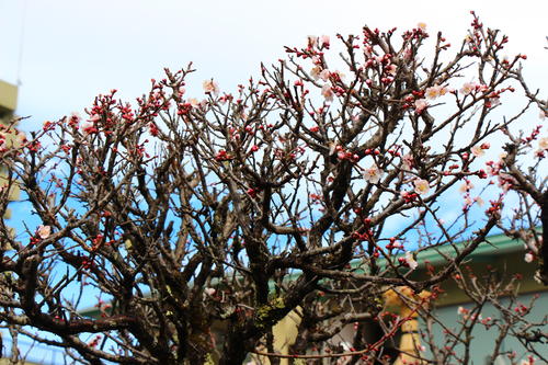 20260319teien (13).JPG