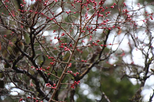 20260319teien (15).JPG