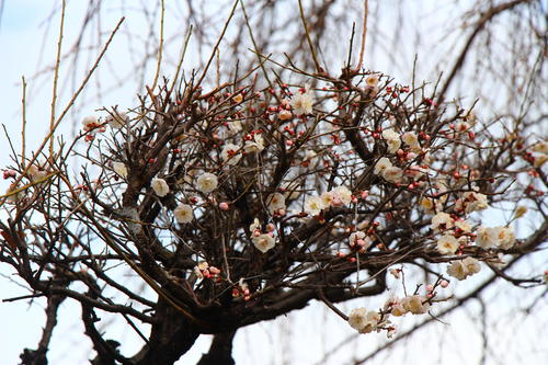 20260319teien (2).JPG