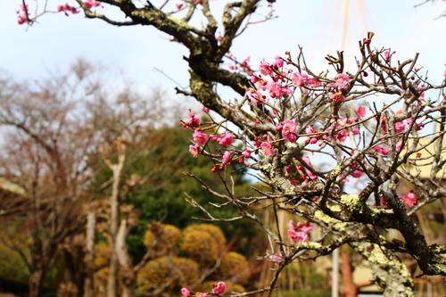 20260319teien (20).JPG