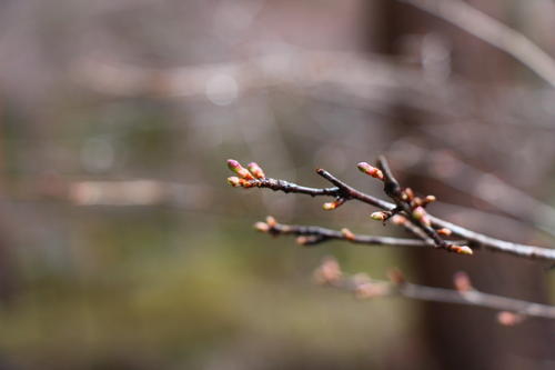 20260319teien (21).JPG