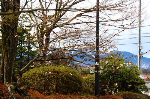 20260319teien (5).JPG