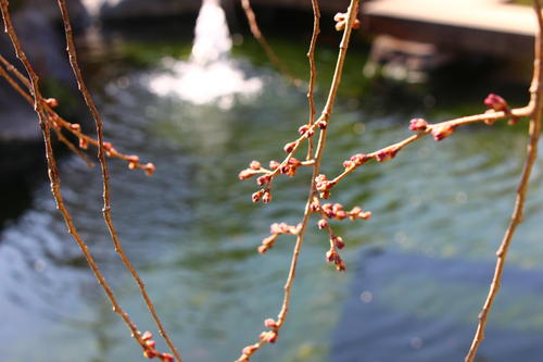 20260322teien (11).JPG