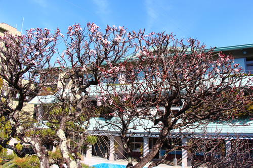 20260322teien (13).JPG