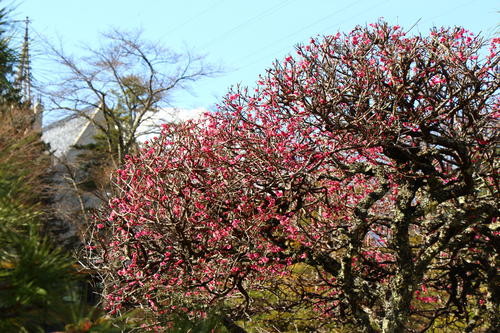 20260322teien (14).JPG