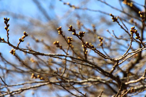 20260322teien (21).JPG