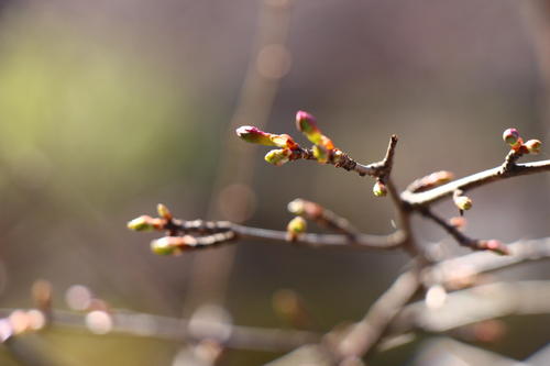 20260322teien (22).JPG