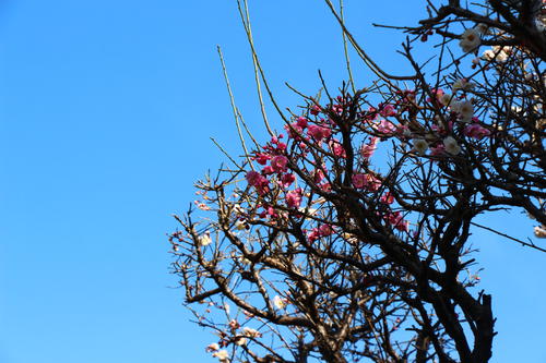 20260322teien (4).JPG