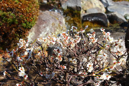 20260322teien (6).JPG