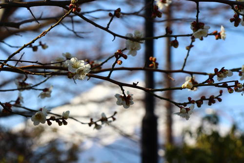 20260322teien (7).JPG