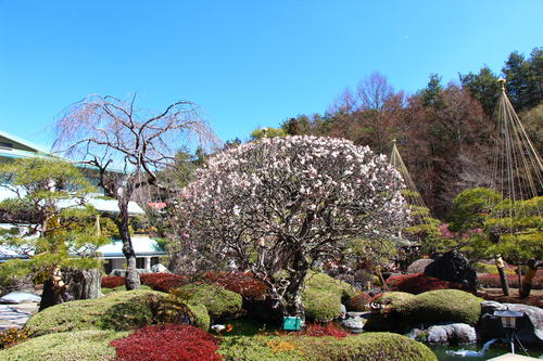 20260324teien (10).JPG