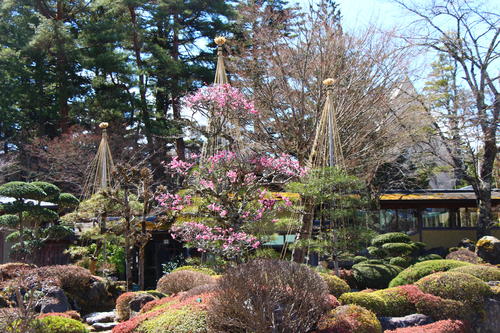 20260324teien (18).JPG