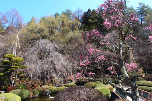 20260324teien (19).JPG