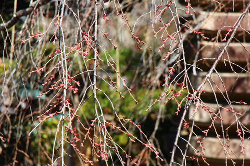 20260324teien (20).JPG