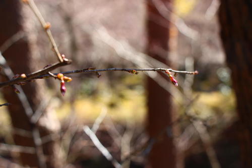 20260324teien (22).JPG