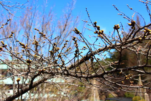 20260324teien (23).JPG