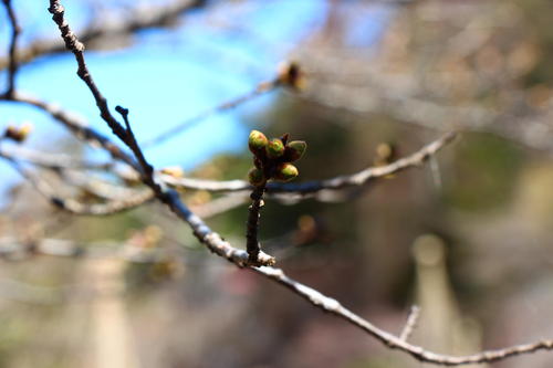 20260324teien (24).JPG