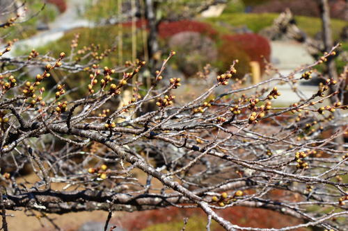 20260324teien (25).JPG