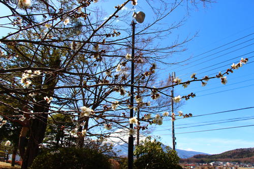 20260324teien (5).JPG