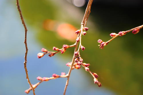 20260324teien (9).JPG