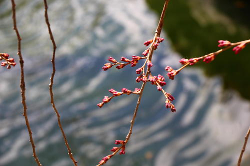 20260327teien (10).JPG