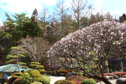 20260327teien (12).JPG