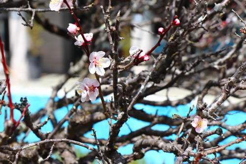 20260327teien (13).JPG