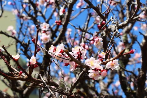 20260327teien (14).JPG