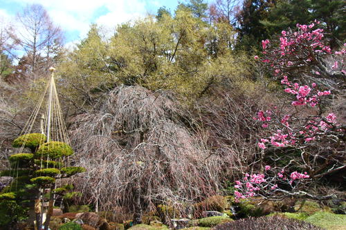 20260327teien (18).JPG