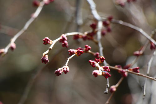 20260327teien (19).JPG