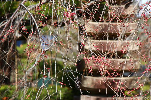 20260327teien (20).JPG