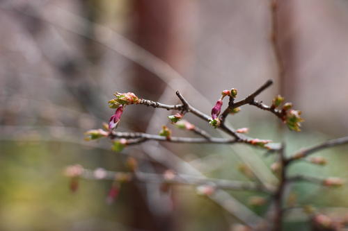 20260327teien (23).JPG